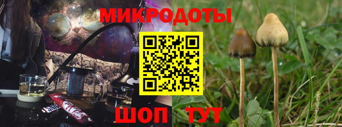 Псилоцибиновые грибы Cubensis Зеленогорск